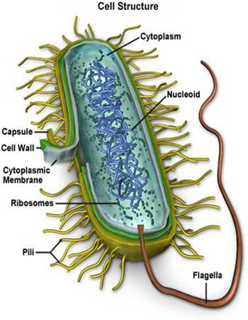 bacteria_cell