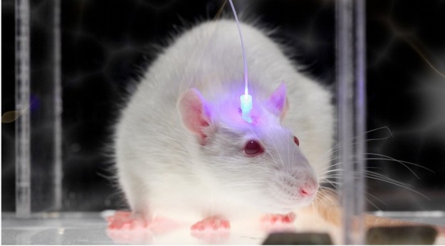 raton-con-implante-optogenetico-1038x576